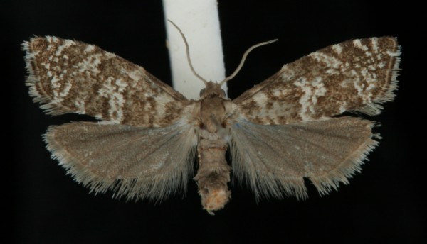 Epinotia tedella Epinotia tedella