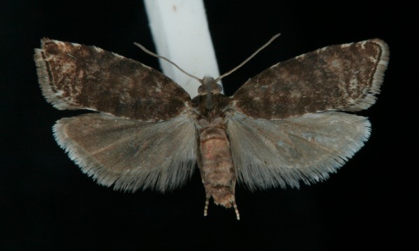 Epinotia tedella