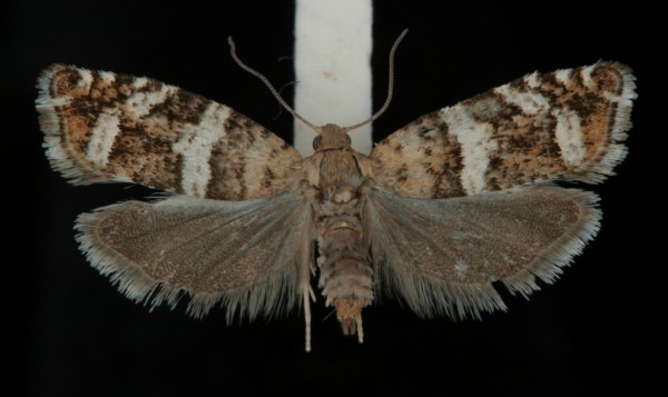 Epinotia fraternana Epinotia fraternana