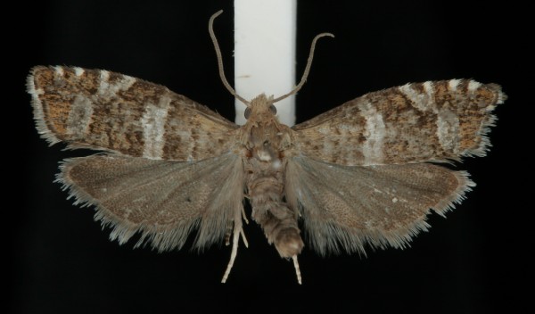 Epinotia fraternana Epinotia fraternana