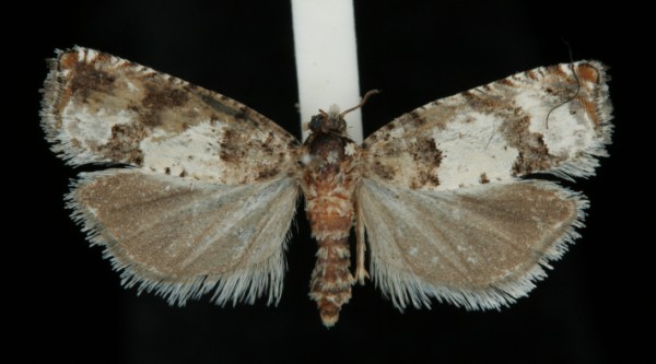 Epinotia thapsiana Epinotia thapsiana