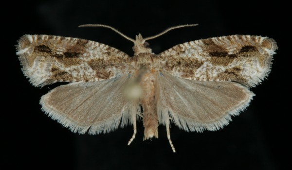 Epinotia signatana Epinotia signatana