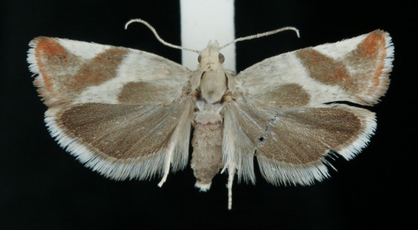 Epinotia cruciana Epinotia cruciana