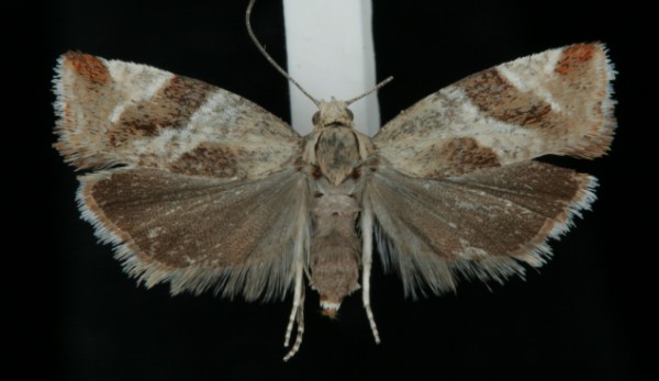 Epinotia cruciana Epinotia cruciana