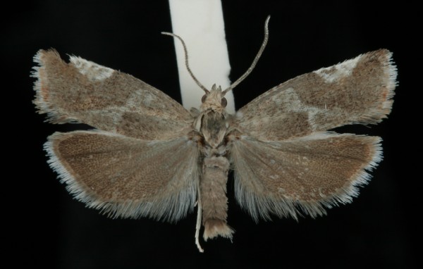 Epinotia cruciana Epinotia cruciana
