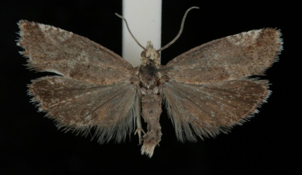 Epinotia cruciana Epinotia cruciana