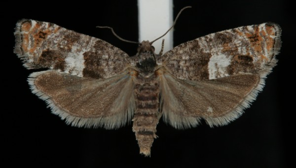 Epinotia rubiginosana Epinotia rubiginosana