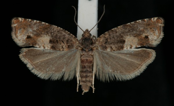 Epinotia rubiginosana Epinotia rubiginosana