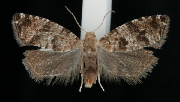 Epinotia nanana Epinotia nanana