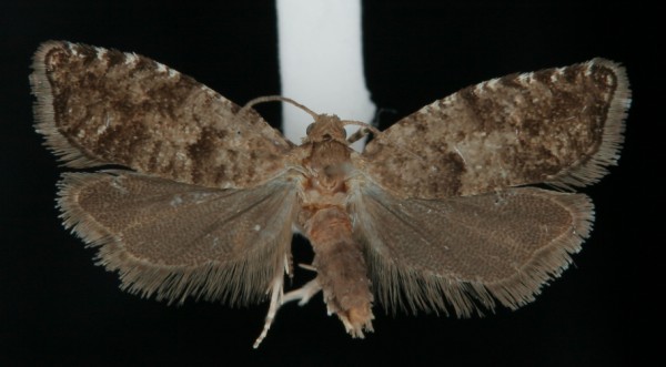 Epinotia nanana Epinotia nanana