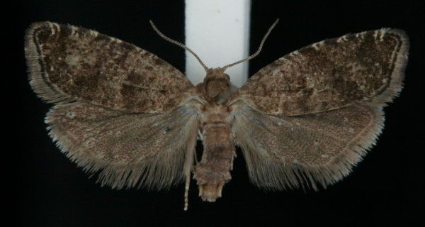 Epinotia nanana Epinotia nanana