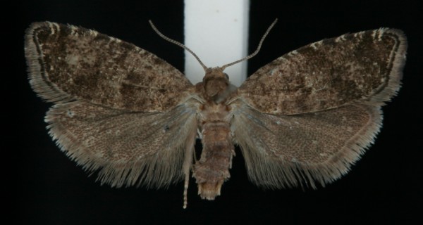 Epinotia nanana