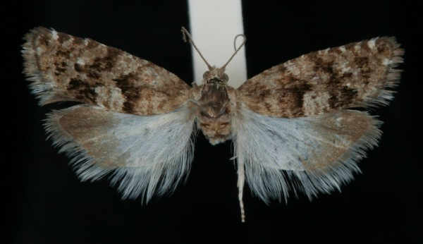 Epinotia pygmaeana Epinotia pygmaeana