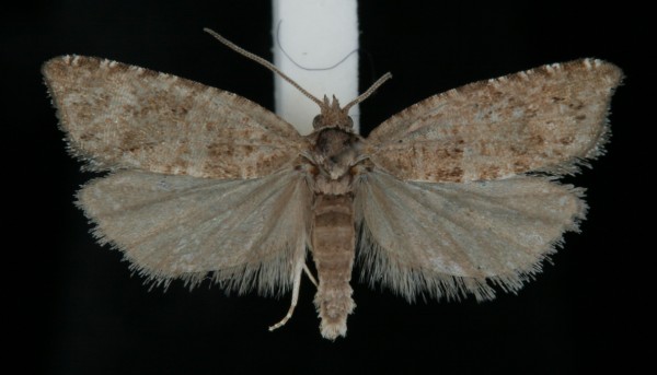 Rhopobota stagnana Rhopobota stagnana