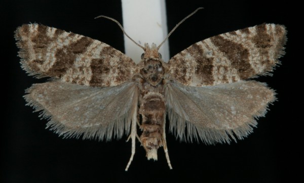 Rhopobota stagnana Rhopobota stagnana