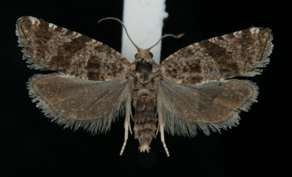 Rhopobota stagnana Rhopobota stagnana