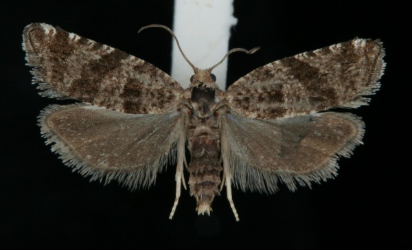 Rhopobota stagnana