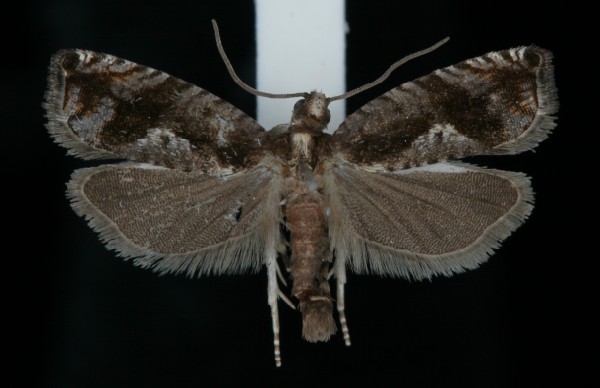 Rhopobota ustomaculana Rhopobota ustomaculana