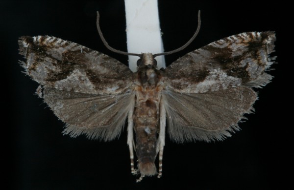 Rhopobota ustomaculana Rhopobota ustomaculana