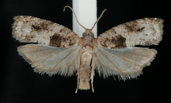 Rhopobota naevana Rhopobota naevana