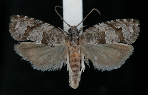 Rhopobota naevana Rhopobota naevana