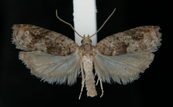 Rhopobota naevana