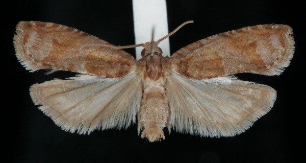 Rhopobota naevana Rhopobota naevana