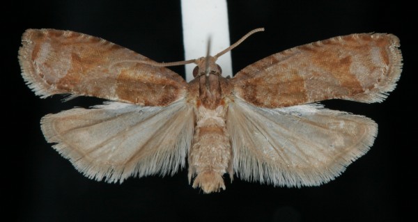 Rhopobota naevana