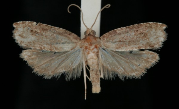 Rhopobota naevana