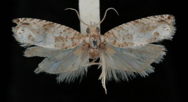Crocidosema plebejana Crocidosema plebejana