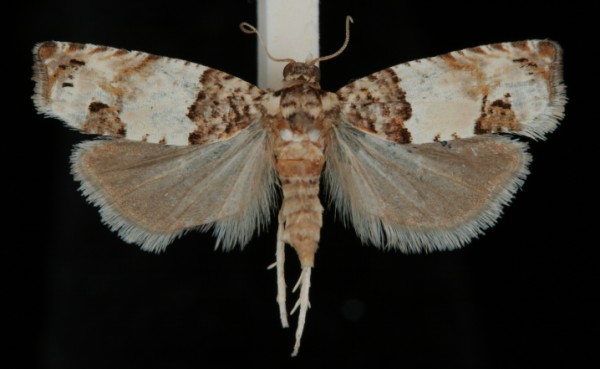 Crocidosema plebejana Crocidosema plebejana