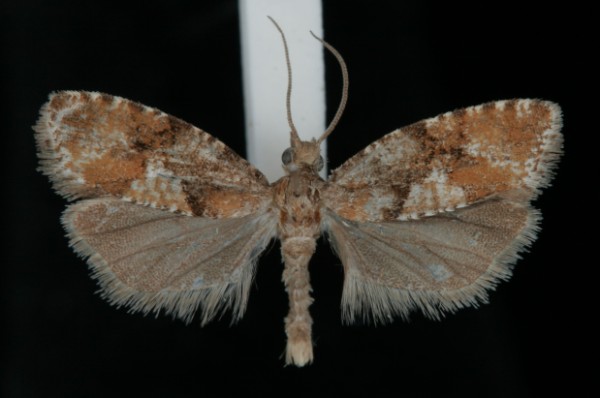 Zeiraphera ratzeburgiana Zeiraphera ratzeburgiana