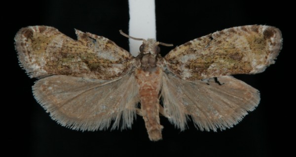 Zeiraphera ratzeburgiana Zeiraphera ratzeburgiana