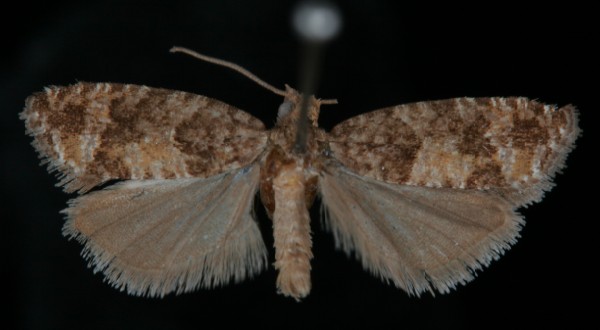 Zeiraphera rufimitrana Zeiraphera rufimitrana