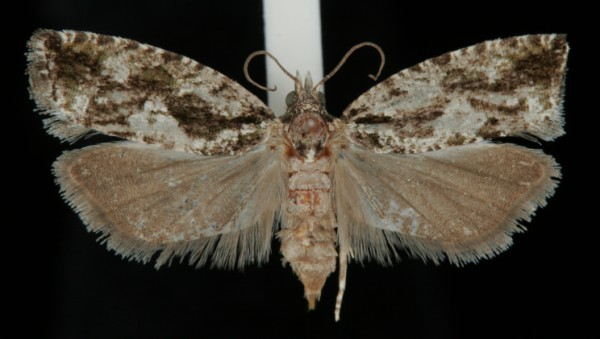 Zeiraphera isertana Zeiraphera isertana