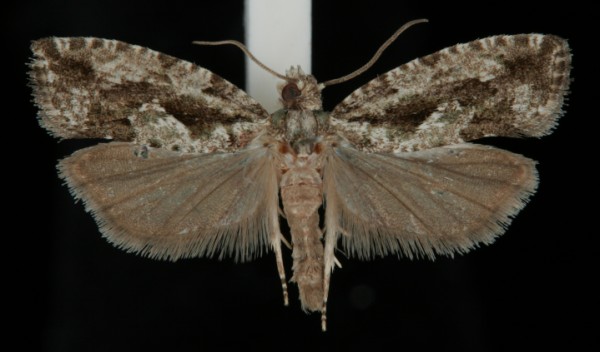 Zeiraphera isertana Zeiraphera isertana