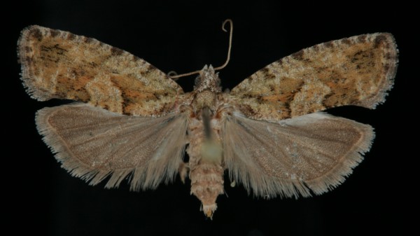 Zeiraphera isertana