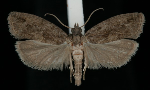 Zeiraphera isertana