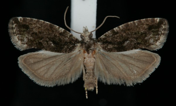 Zeiraphera isertana Zeiraphera isertana