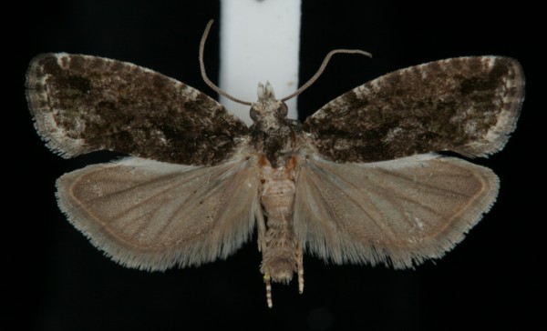 Zeiraphera isertana