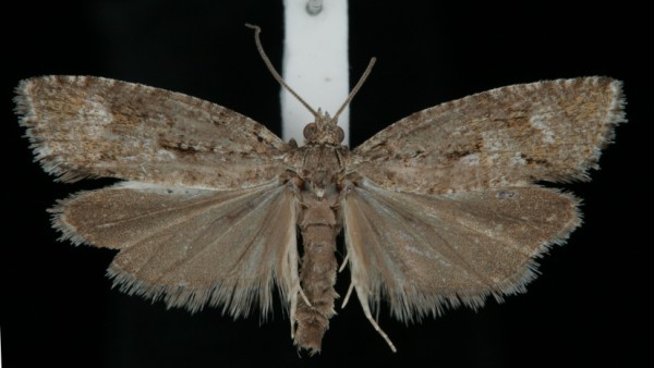 Zeiraphera griseana Zeiraphera griseana