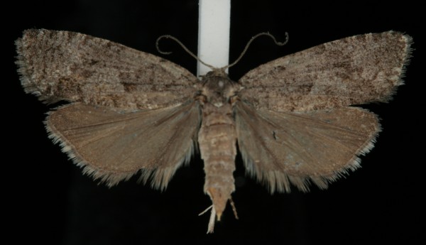 Zeiraphera griseana Zeiraphera griseana