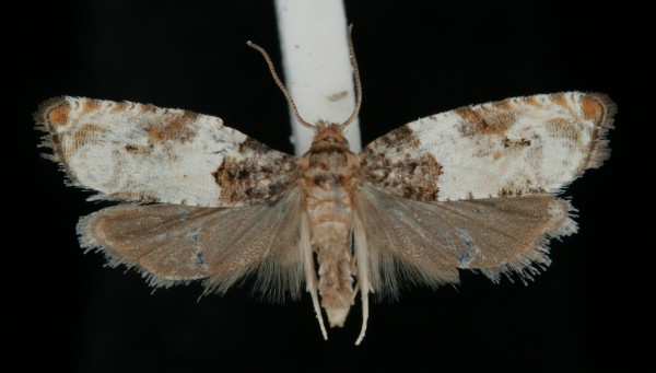 Gypsonoma dealbana Gypsonoma dealbana