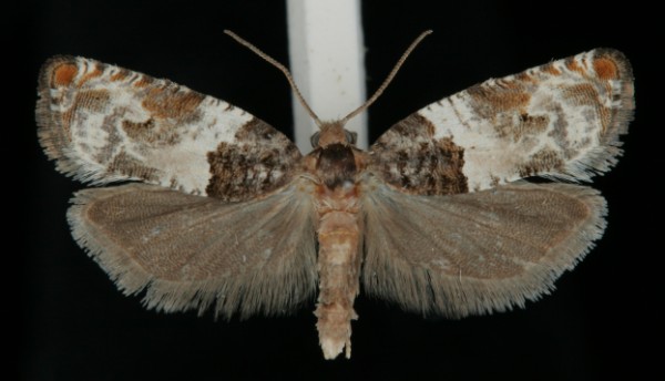 Gypsonoma dealbana Gypsonoma dealbana