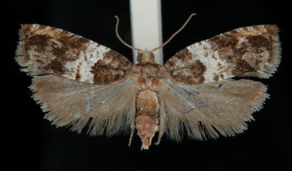 Gypsonoma dealbana Gypsonoma dealbana
