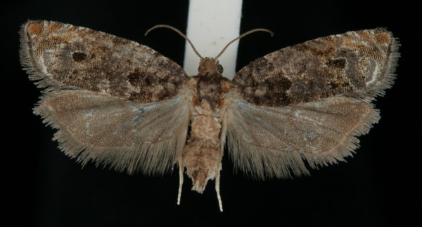 Gypsonoma dealbana Gypsonoma dealbana