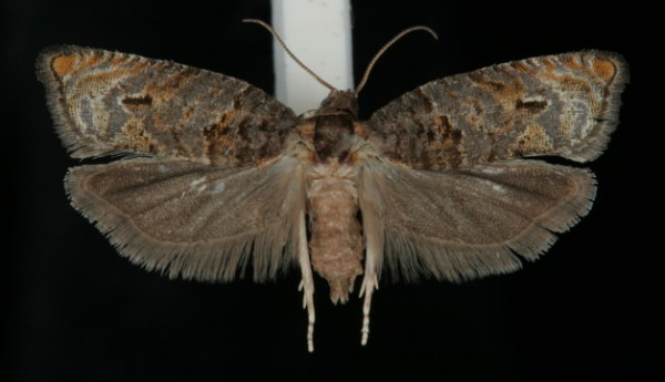 Gypsonoma dealbana Gypsonoma dealbana