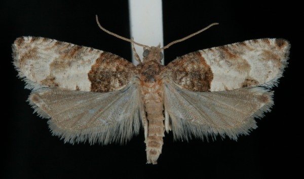 Gypsonoma aceriana Gypsonoma aceriana