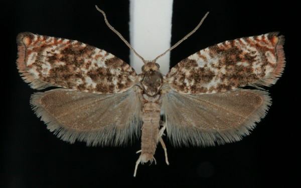 Gypsonoma minutana Gypsonoma minutana