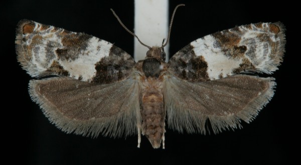 Gypsonoma sociana Gypsonoma sociana